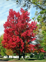 Peak Season Red Maple Tree in Autumn Augusta Wisconsin